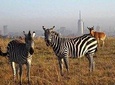 Nairobi national park half day tour