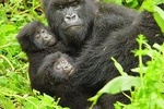 2 Days Gorilla Trekking with Culture Experience and Twin Lakes Visit