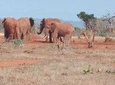 4 days Best of Kenya safaris (Tsavo east, Amboseli and Tsavo west.)