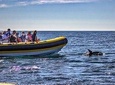 Dolphin Discovery