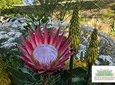 Ruth Bancroft Garden General Admission Ticket