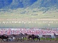 Ngorongoro Crater -Best safari