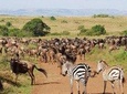 4 Days Great Wildebeest Migration Safari Maasai Mara 2020