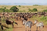 4 Days Great Wildebeest Migration Safari Maasai Mara 2020