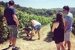 Chianti wine tour