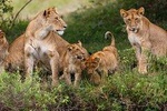 2 Days Theatre of The Wild Tsavo Experience