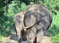Experience Elephant Sanctuary + Sticky Waterfall