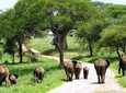 11-days Best Of Kenya And Tanzania Budget Safari