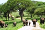 11-days Best Of Kenya And Tanzania Budget Safari
