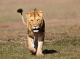 5 Days Budget Camping Kenya Safari