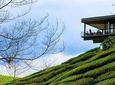 Cameron Highlands Day Tour from Kuala Lumpur with Lunch