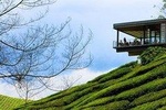 Cameron Highlands Day Tour from Kuala Lumpur with Lunch