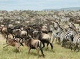 11 Days Best of Kenya &Tanzania Camping Safari
