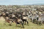 11 Days Best of Kenya &Tanzania Camping Safari