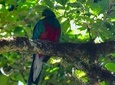 Quetzal Birdwatching Experience at San Gerardo De Dota Group Tour. 