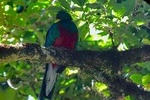 Quetzal Birdwatching Experience at San Gerardo De Dota Group Tour. 