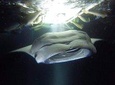 Keauhou Manta Ray Night Snorkel in Kailua-Kona