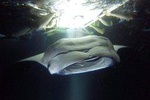 Keauhou Manta Ray Night Snorkel in Kailua-Kona