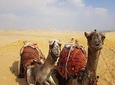 Private Half-Day tour to Giza Pyramids with Camel-Riding