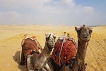 Private Half-Day tour to Giza Pyramids with Camel-Riding