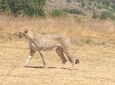 Ann van Dyk Cheetah Centre