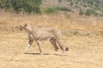Ann van Dyk Cheetah Centre