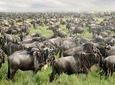 5 Days Kenya Safari Holiday Package 