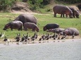 1 Day Akagera Game Drive Safari 