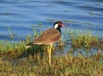 Bird Watching Tour in Muthurajawela Wetland from Colombo Harbour