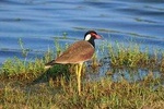 Bird Watching Tour in Muthurajawela Wetland from Colombo Harbour