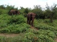 Udawalawe National Park Safari With Traveling Mirissa / waligama To Ella
