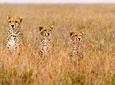 3 Days Masai Mara Budget Camping Safari Packages