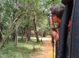 Immersive leopard and sloth bear safari experience – Wilpattu National Park