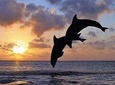 Full day North Bali Dolphin watching show at Lovina