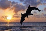 Full day North Bali Dolphin watching show at Lovina