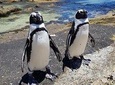 Cape of Good Hope-Penguin-Private Tour Combined With Wine Tasting Full Day Tour 