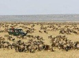 7 Days Tanzania Wildlife Migrations Adventures Safari Holiday-2021