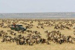 7 Days Tanzania Wildlife Migrations Adventures Safari Holiday-2021