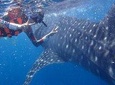 Cebu Whaleshark Journeys 