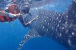 Cebu Whaleshark Journeys 