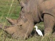 7 Days Kenya Luxury Holiday Safari