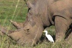7 Days Kenya Luxury Holiday Safari