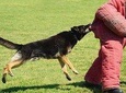 Riga Dog Attack Prank