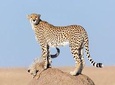 5 Days Kenya Budget Camping Safari Package 