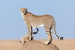 5 Days Kenya Budget Camping Safari Package 