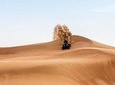 Dubai Morning Desert Quad Bike Tour with Sandboarding & Camel Ride