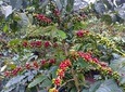 Materuni Waterfall & Coffee tour. 