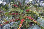 Materuni Waterfall & Coffee tour. 