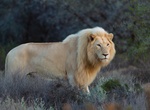 Explore Sanbona Wildlife Reserve, South Africa