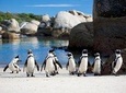 South Africa, Cape Town, Cape Peninsula Penguin Full Day Tour
